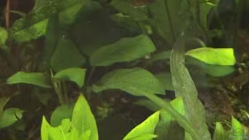 Anubias barteri auf Lavastein von Marco Schumacher (11)