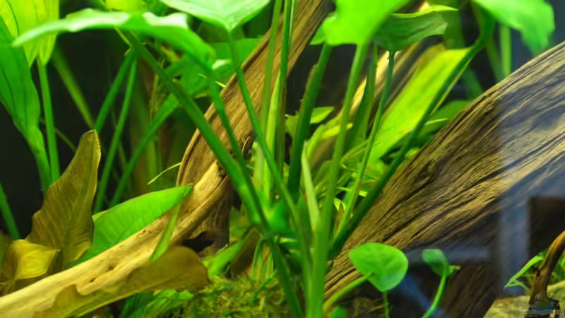 Anubias barteri auf Wurzel  von Andy90 (16)