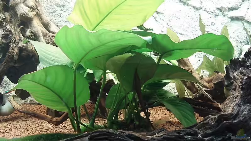 Anubias barteri (Breitblättriges Speerblatt) von Florian Kallinger (7)