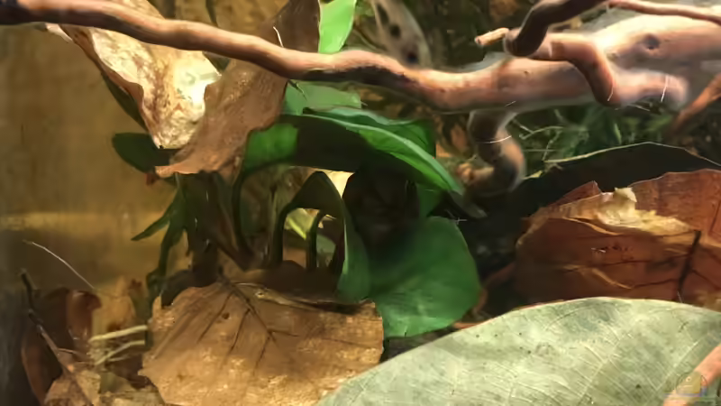 Anubias barteri coffeefolia von Bessey (7)