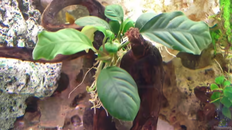 Anubias barteri ´coffeefolia´ von Jürgen Langer (7)