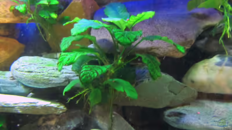 Anubias barteri coffeefolia von Mbuna (16)