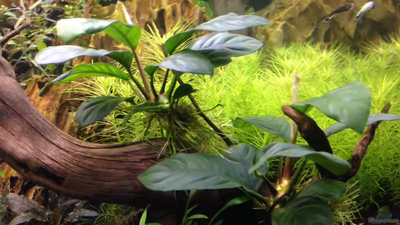 Anubias barteri coffeefolia von Olle696 (12)