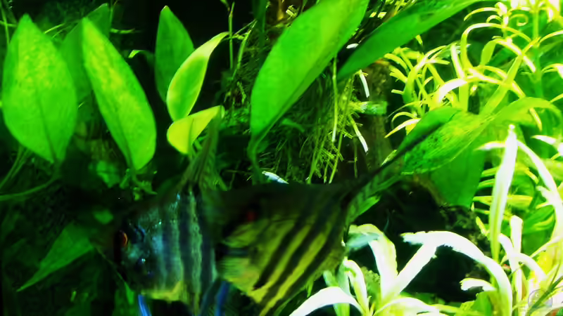 Anubias barteri gedeiht bei vollem Licht ausgezeichnet. Paar von Pterophyllum scalare putzt ein blatt für ein Gelege. von Reiner Dr. Med. Jesse (60)
