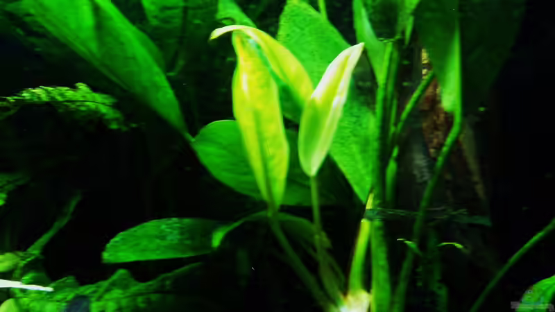 Anubias barteri gedeiht bei vollem Licht ausgezeichnet von Reiner Dr. Med. Jesse (59)