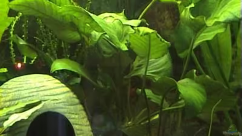 Anubias barteri Kompakt von Marco Schumacher (8)