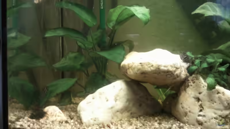 Anubias Barteri mitte linke seite hinter Steinaufbau von mikael38 (12)