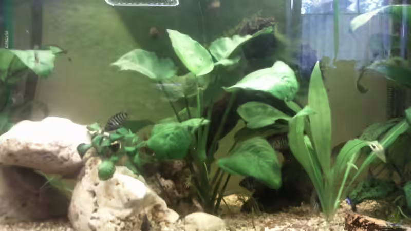 Anubias Barteri mitte vor Moorkienwurzel,an der Oberfläche Brutkasten mit Javamoos von mikael38 (13)