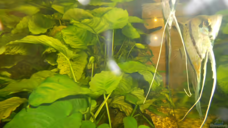 Anubias barteri nana, Anubias gigantis von Atzemio (3)