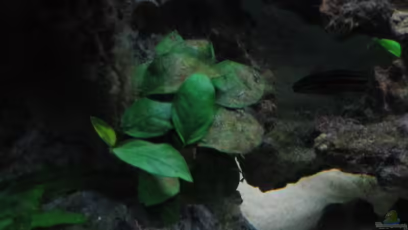 Anubias barteri nana auf dem rechten Stein von Michael Häberle & Jane Lindenlaub (5)