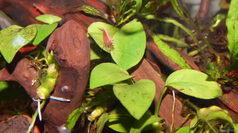 Anubias barteri nana petite von Stefan_S (13)