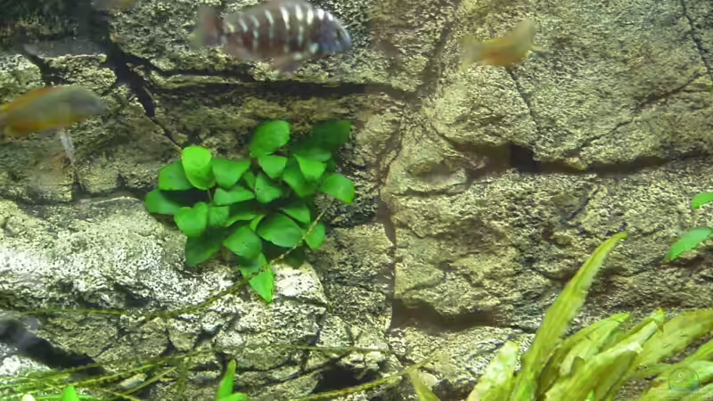 Anubias barteri nana von Alexander Uschkoreit (7)