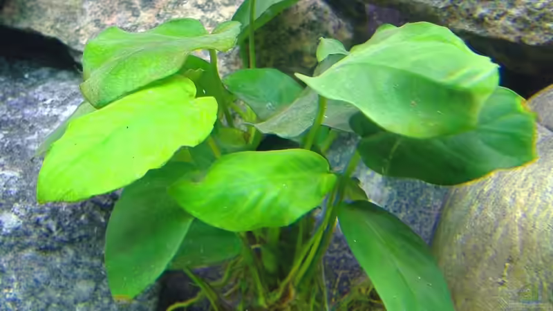 Anubias barteri nana von Antje 78 (5)