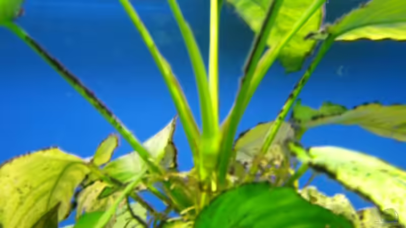 Anubias barteri nana von chrismalawifan (8)