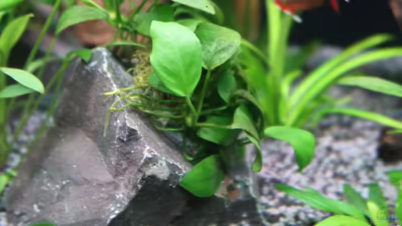 Anubias barteri ´Nana´ von ernst11 (18)