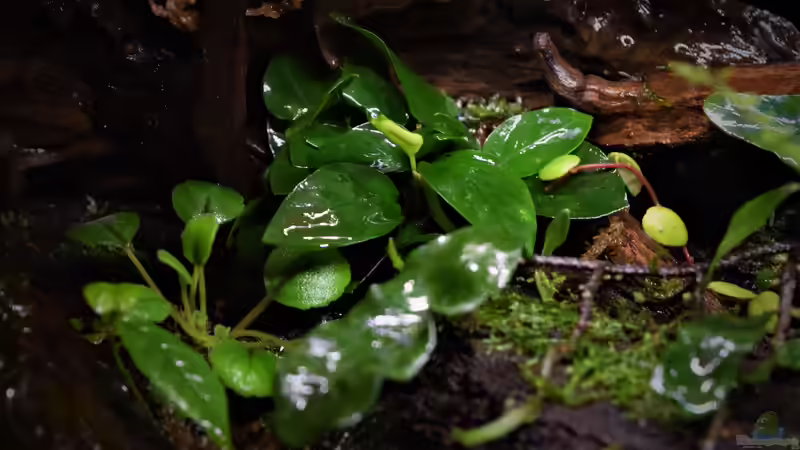 Anubias barteri Nana von Junglist (41)