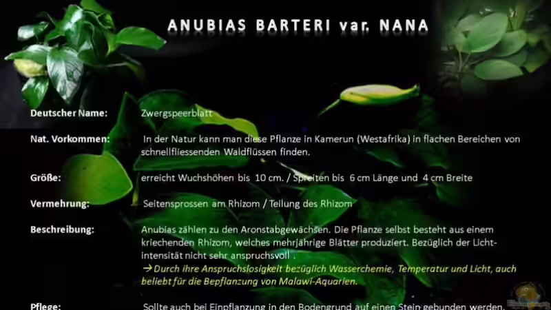 Anubias Barteri Nana von KaZe (11)