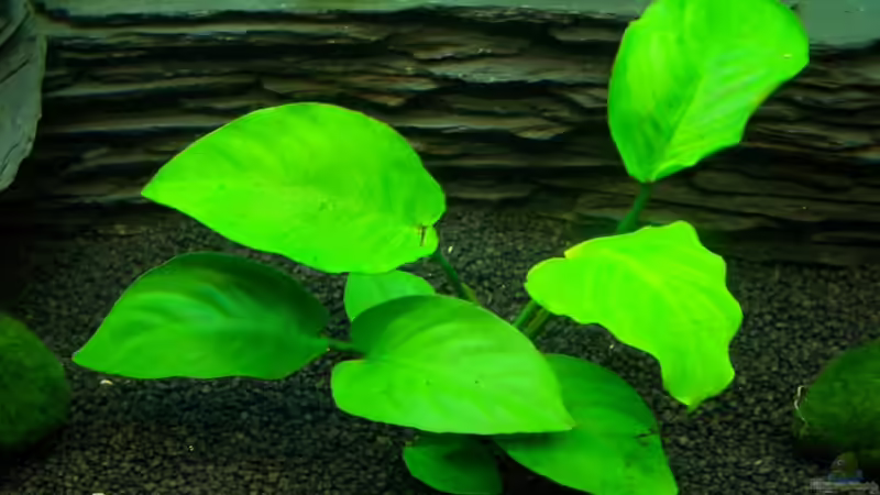 Anubias barteri Nana von KoRnViper (9)