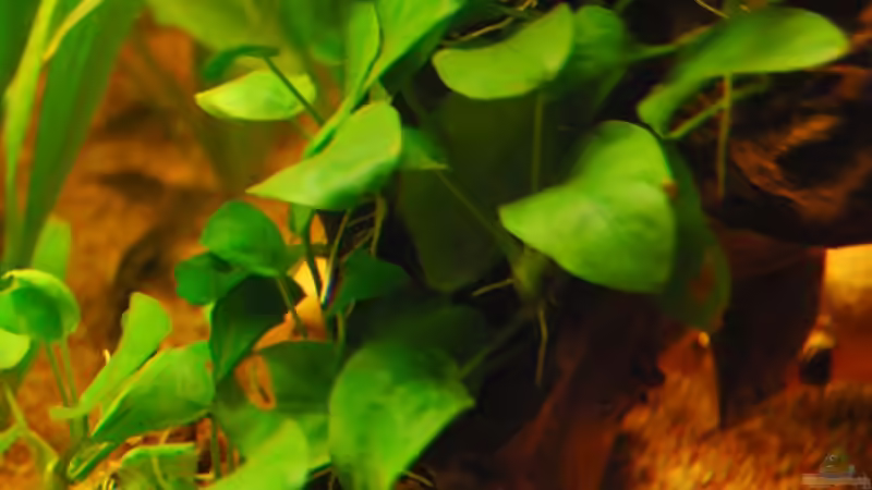 Anubias barteri nana von matthiasm (15)