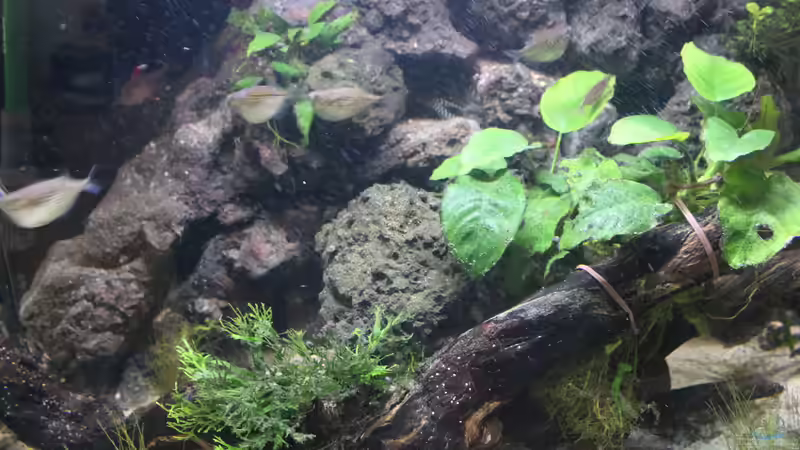 Anubias barteri/nana von maxheadroom (30)