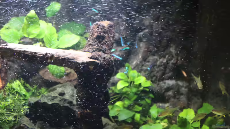 Anubias barteri/nana von maxheadroom (31)