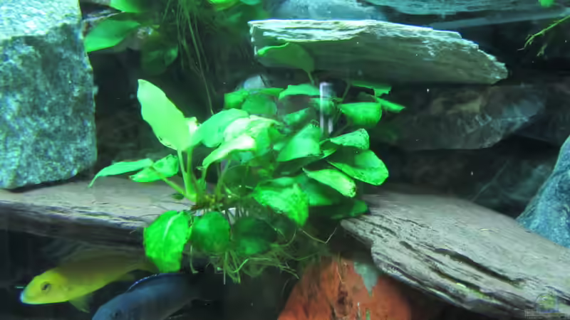 Anubias barteri nana von Mbuna (14)