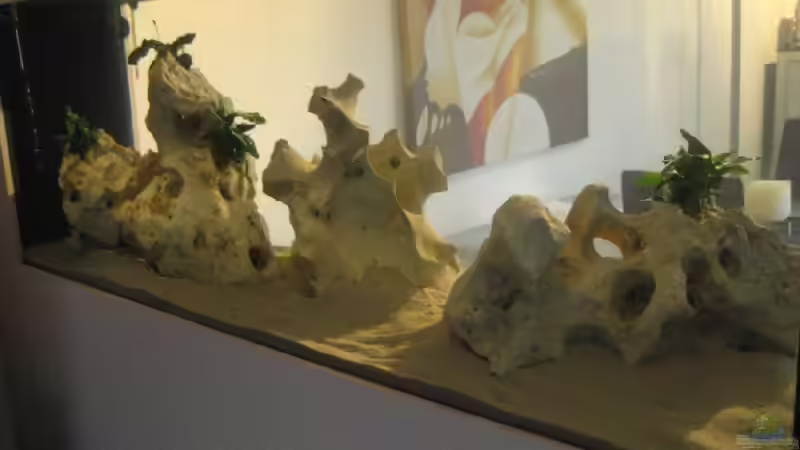 Anubias barteri nana von Meike_R (11)