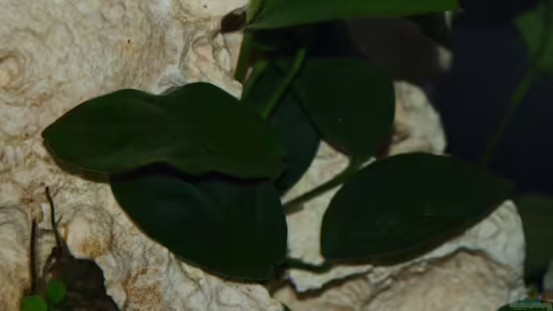 Anubias barteri nana von Meike_R (19)