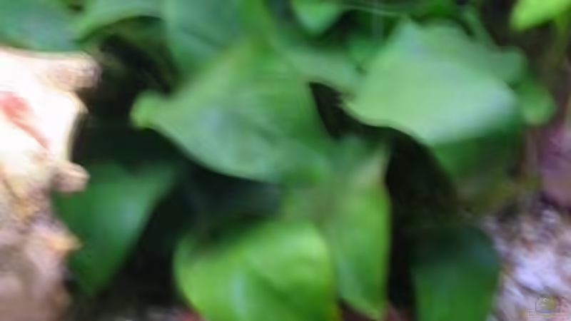 Anubias barteri nana von Oliver Liborius (2)