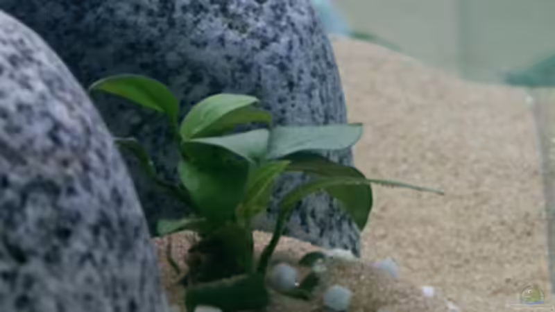 Anubias Barteri Nana von Paul Hoffmann (4)