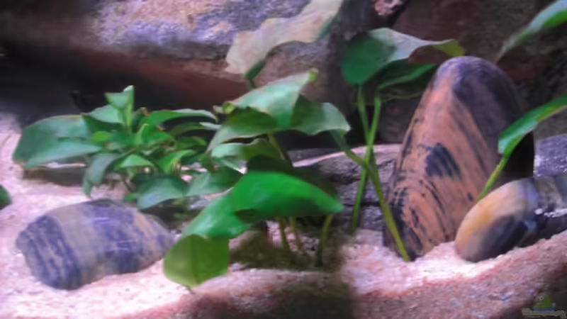 Anubias ´Barteri´ und ´Bonsai´ zusammen von Kai Pragal (13)