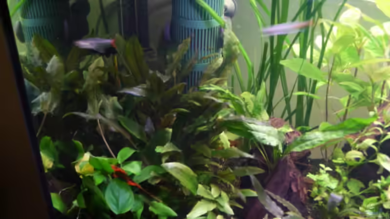 Anubias barteri und Cryptocoryne  von Ray1975 (12)
