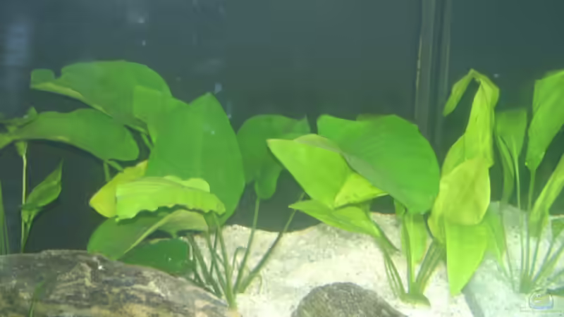 Anubias barteri und Echinodorus spec. von Ronny Derndorfer (12)