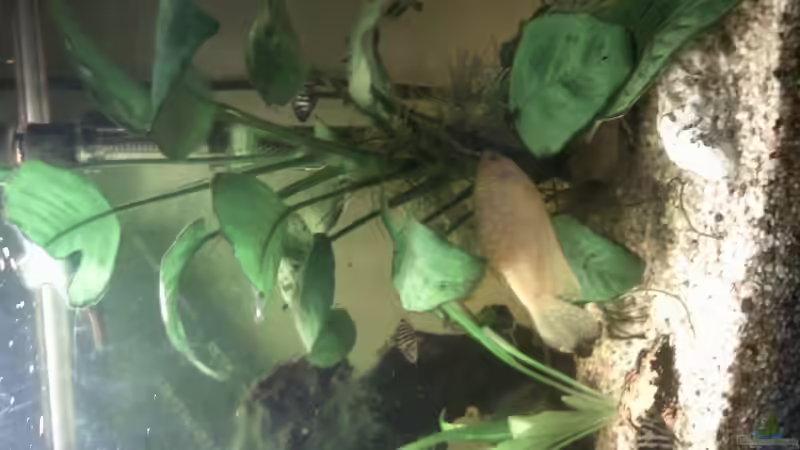 Anubias Barteri und kleie Echinodorus Bleheri mitte recht Seite von mikael38 (11)