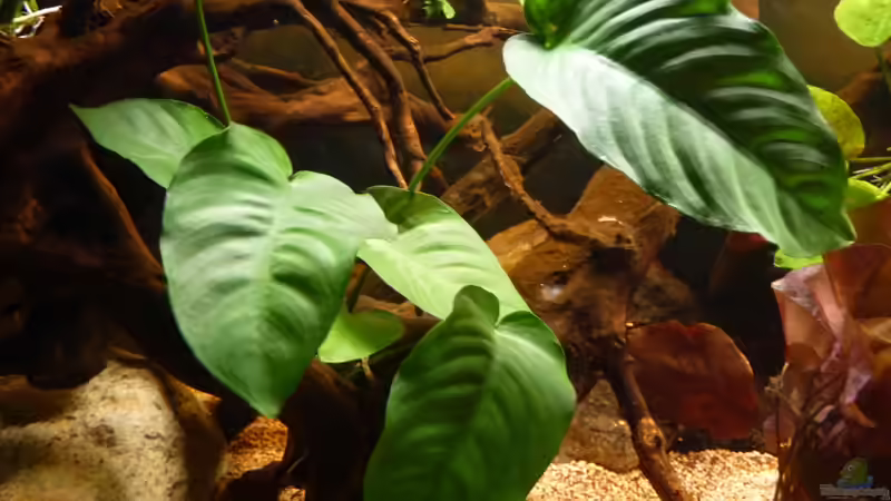 Anubias barteri v. barteri *12.04.2013* von lützkopf (31)