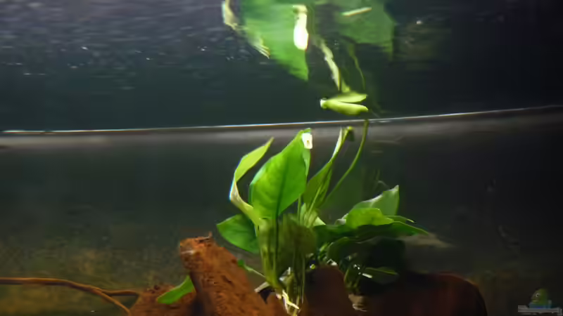Anubias barteri v. nana - Spieglein, Spieglein, Spieglein an der Wand, wer ist die von lützkopf (35)