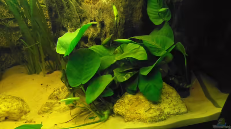 Anubias barteri v. nana von Tom G. (13)