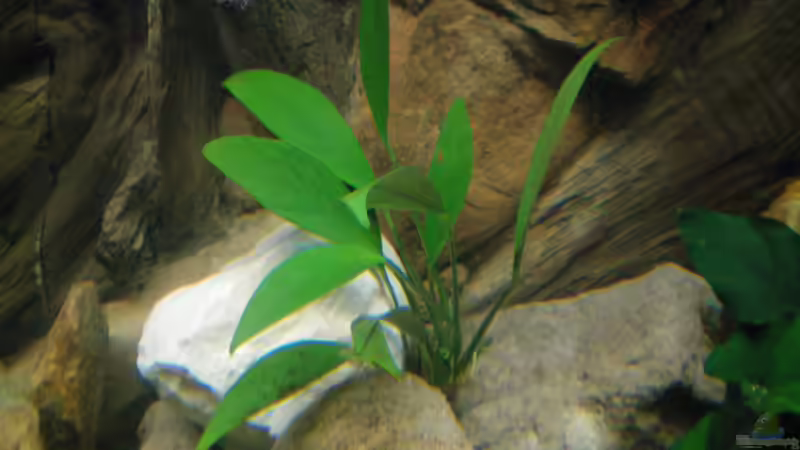 Anubias barteri var. angustifolia (28.08.2012) von Falk Bellmann (20)