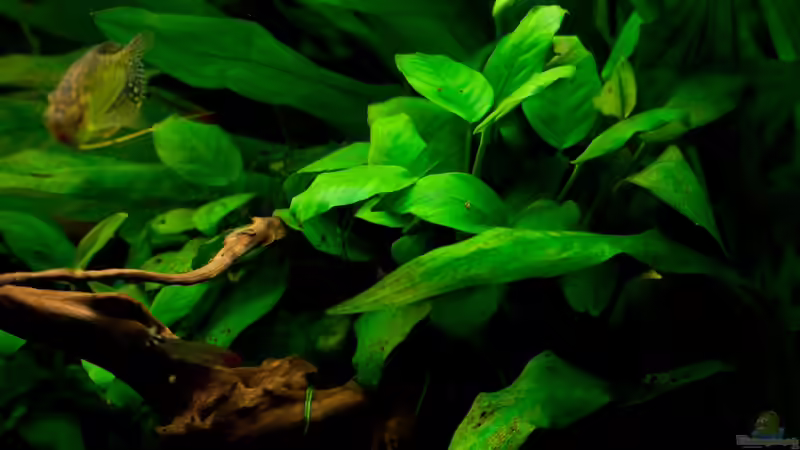 Anubias barteri var. barteri & Echinodorus bleherae von Guenni (5)