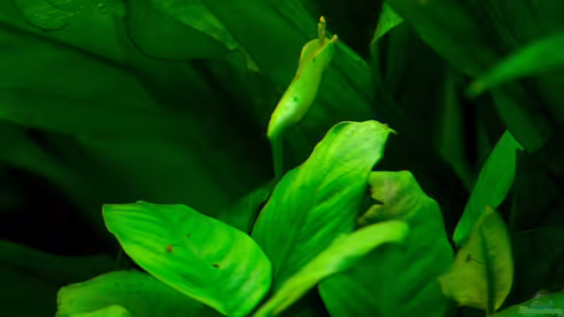 Anubias barteri var. barteri (verwelkt) von Guenni (6)