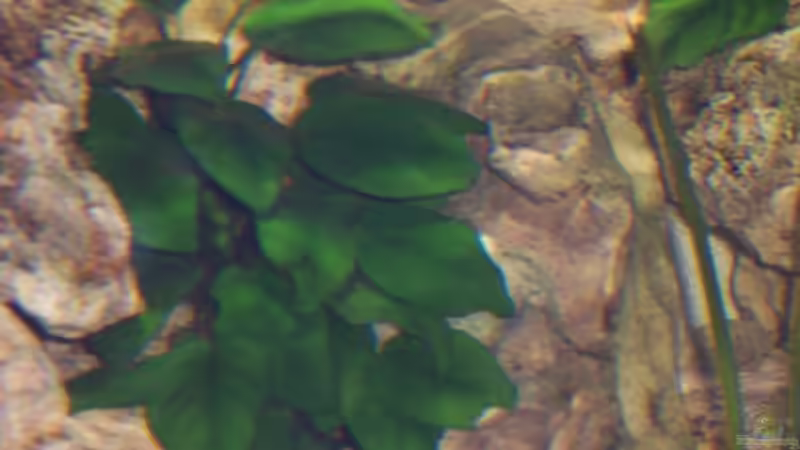 Anubias barteri var. barteri von Dirk Abelshausen (10)