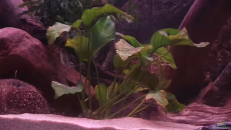 Anubias barteri var. barteri von Dr. Manhattan (14)