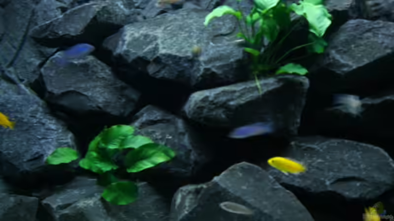 Anubias barteri var. barteri von J.Co. (7)