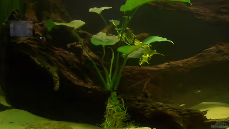 Anubias barteri var. barteri von Knorpelfisch (14)