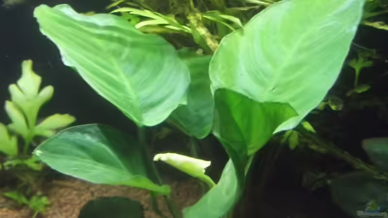 Anubias barteri var. ´Broad Leaf´ (Breitblättriges Speerblatt) von Aquaristricks (10)