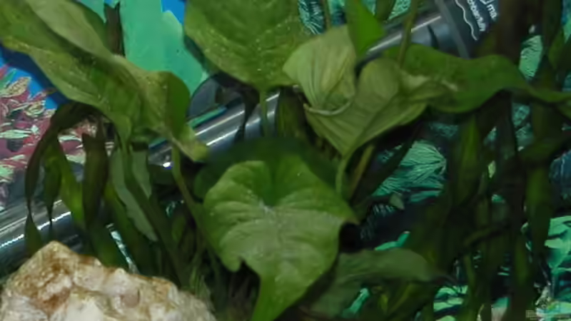 Anubias barteri var. caladifolia von Bastian Burger (8)