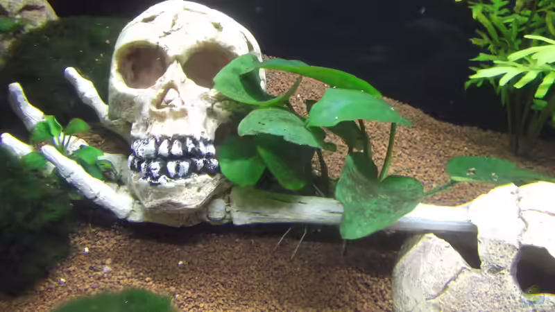 Anubias barteri var. caladiifolia (Caladium-blättriges Speerblatt) von Aquaristricks (13)