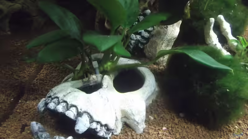 Anubias barteri var. glabra (Kahles Speerblatt) von Aquaristricks (11)