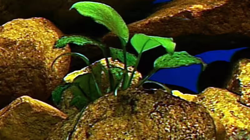 Anubias barteri var. nana - Afrikanisches Zwerg-Speerblatt von Hr.Lampe (6)