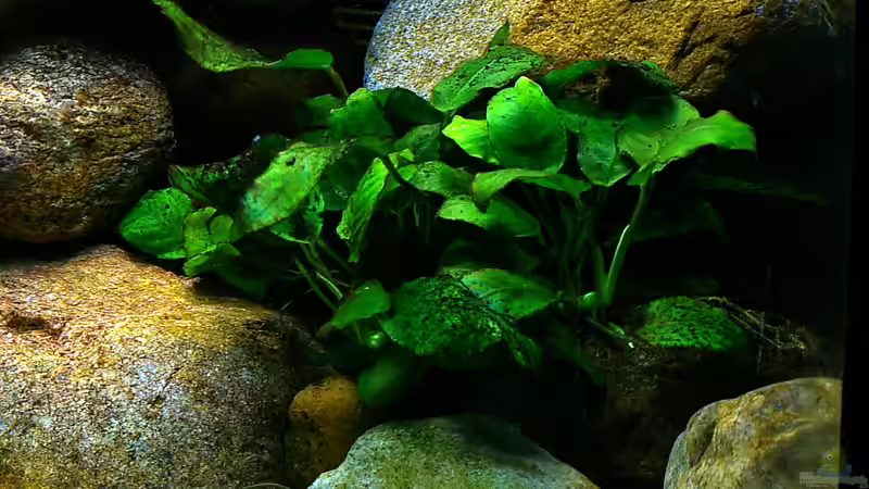 Anubias barteri var. nana - Afrikanisches Zwerg-Speerblatt von Hr.Lampe (7)